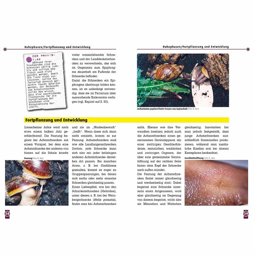 Die Afrikanische Riesenschnecke – Bild 3