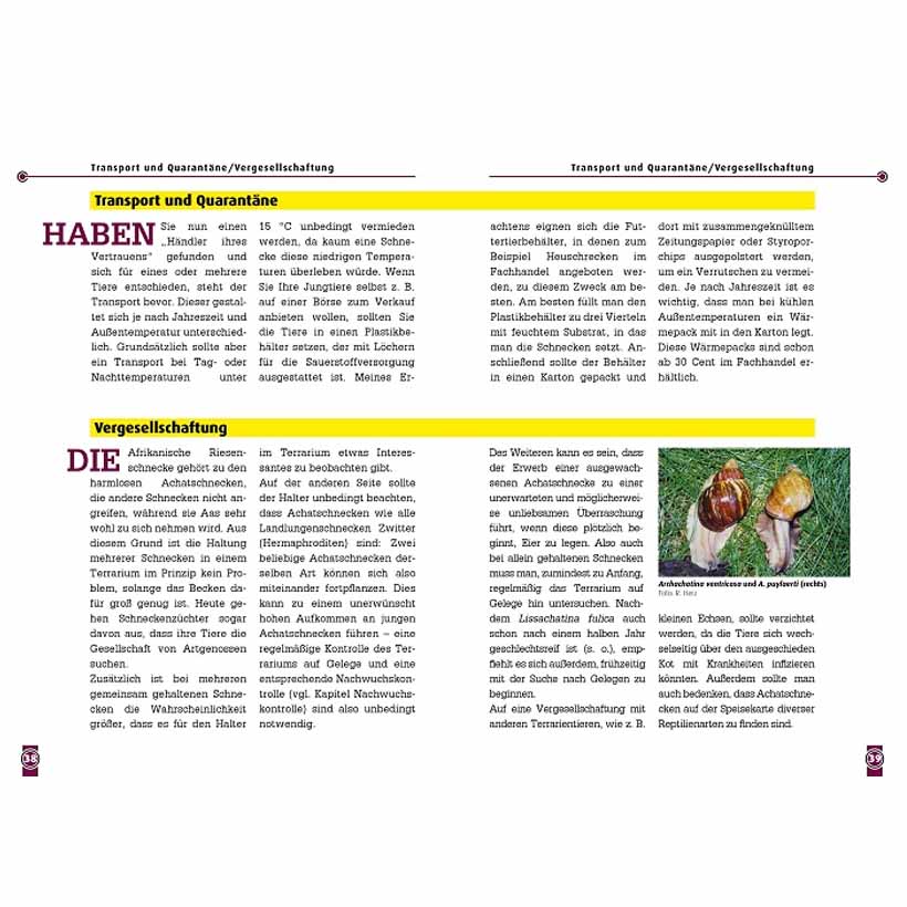 Die Afrikanische Riesenschnecke – Bild 4