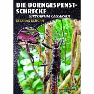 The thorny ghost insect