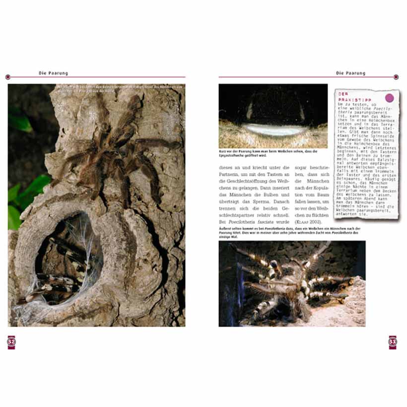 Die Indische Ornamentvogelspinne – Bild 4