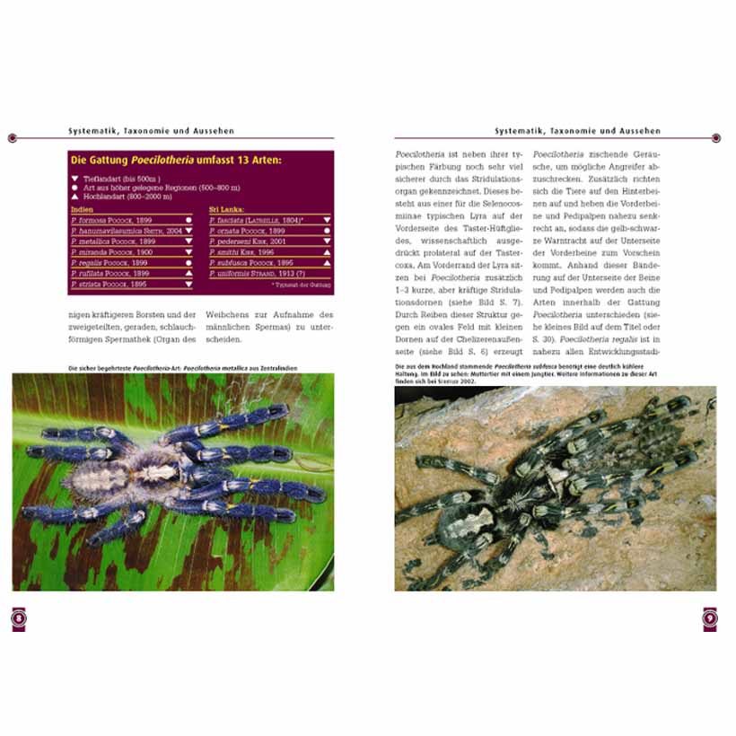 Die Indische Ornamentvogelspinne – Bild 3