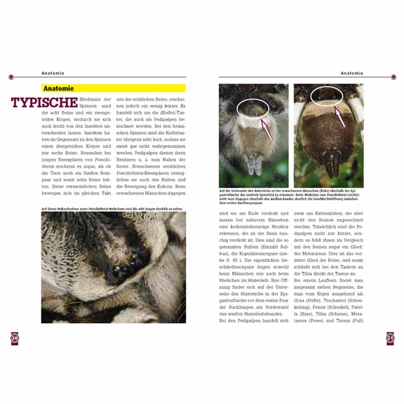 Die Indische Ornamentvogelspinne – Bild 2