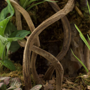 Echte Liane- Terrarium