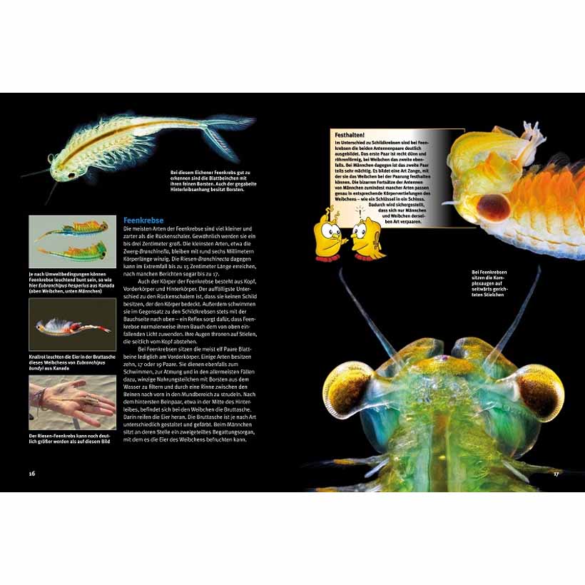 Entdecke die Urzeitkrebse – Bild 4