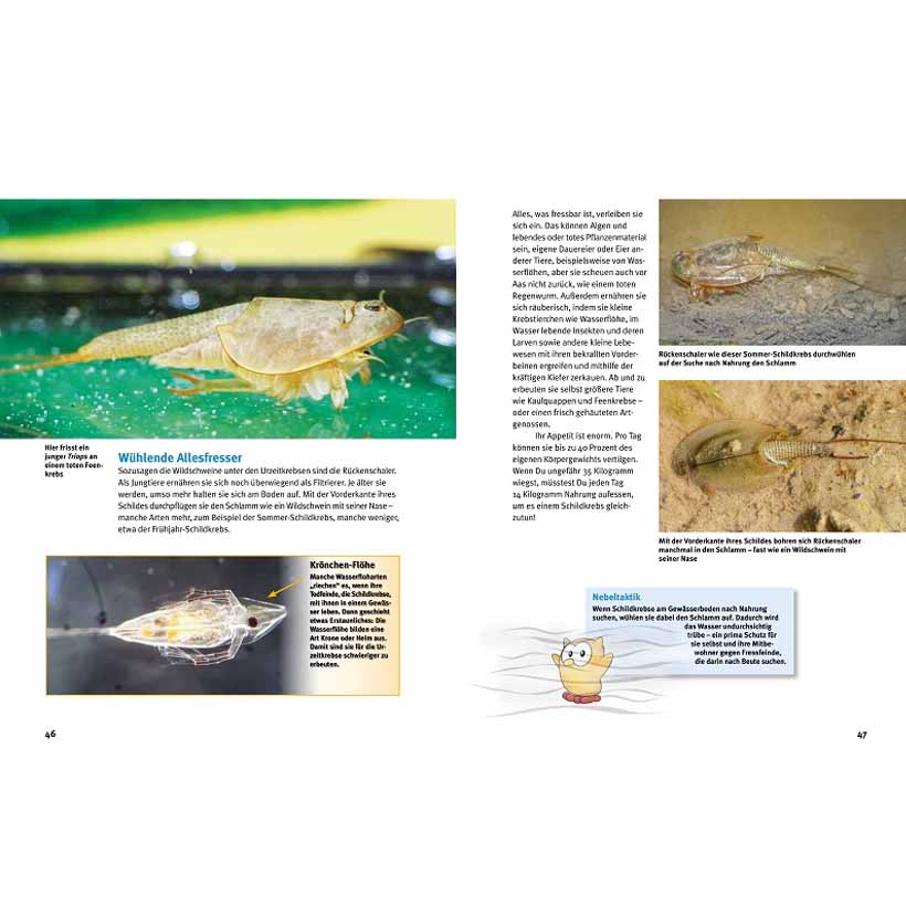 Entdecke die Urzeitkrebse – Bild 3