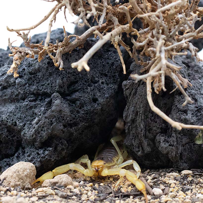 Hadrurus arizonensis-Höhle