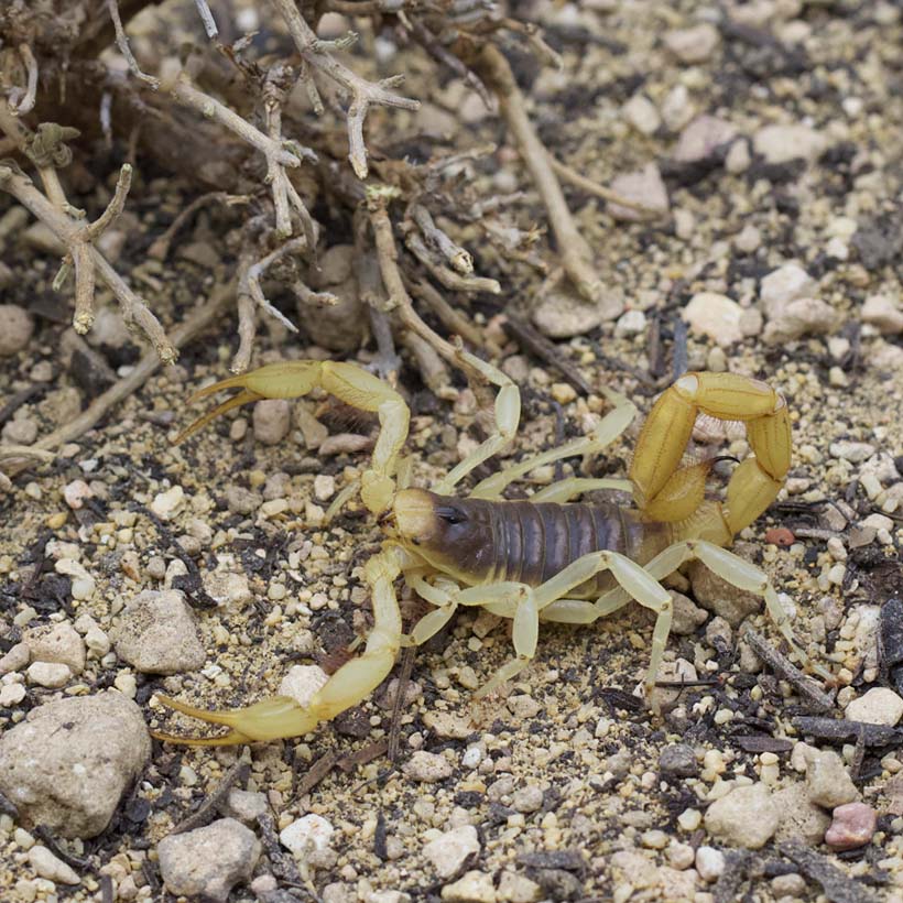 Hadrurus arizonensis- Sand