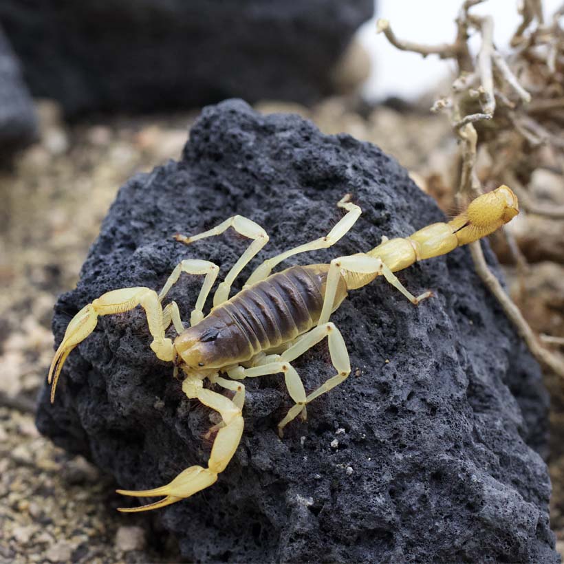 Hadrurus arizonensis