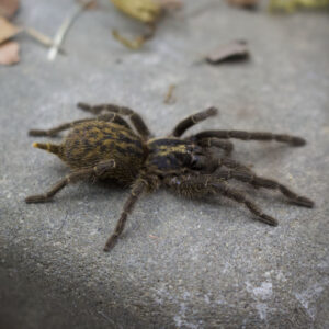 Heterothele villosella