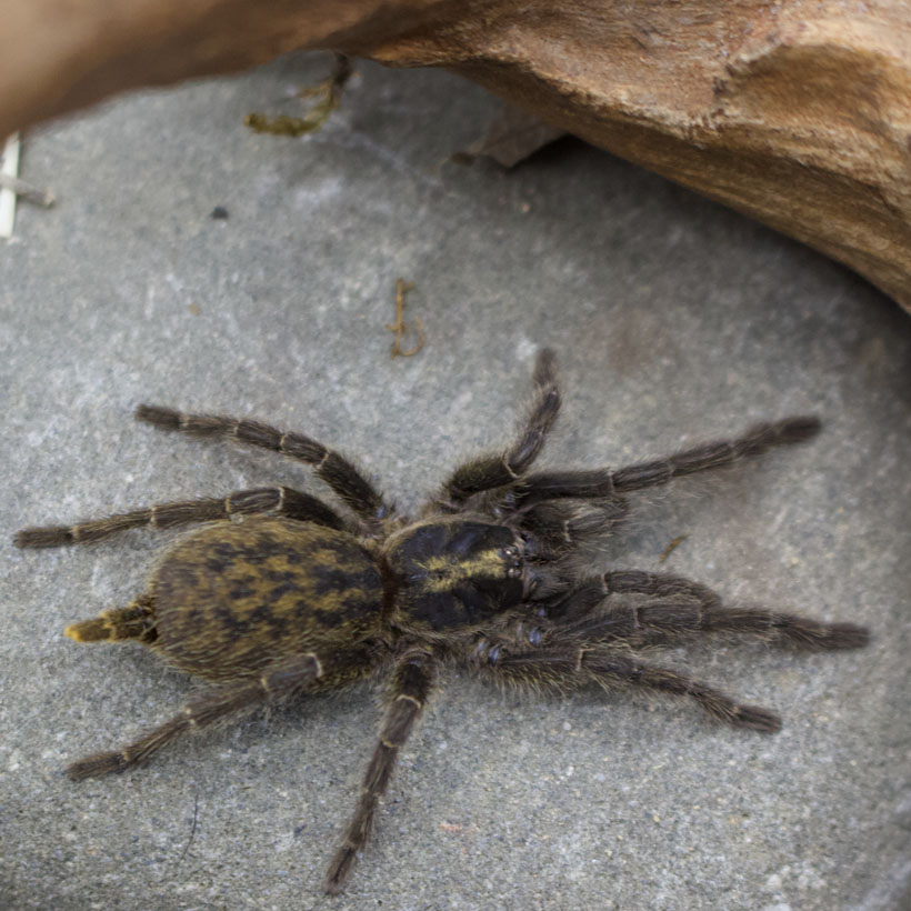 Heterothele villosella-Vogelperspektive