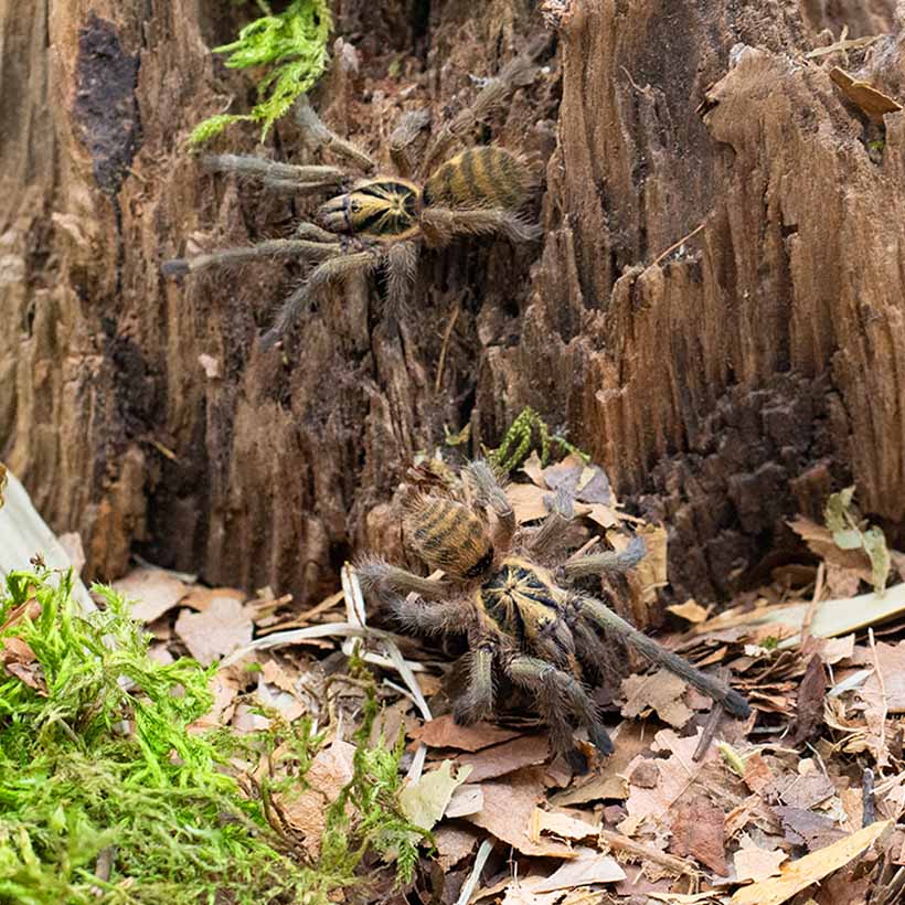 Neoholothele incei - Gruppenhaltung