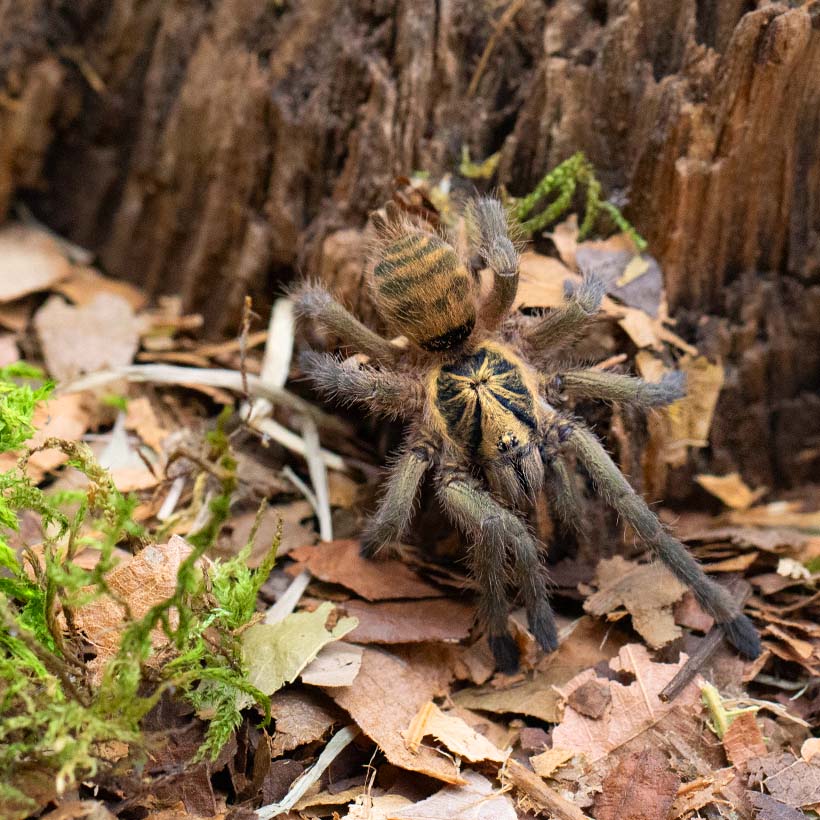 Neoholothele incei- Wurzel