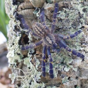 Poecilotheria metallica
