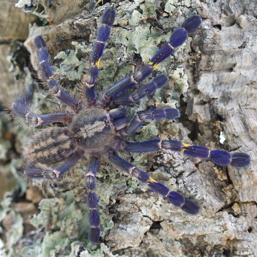 Poecilotheria metallica- blau