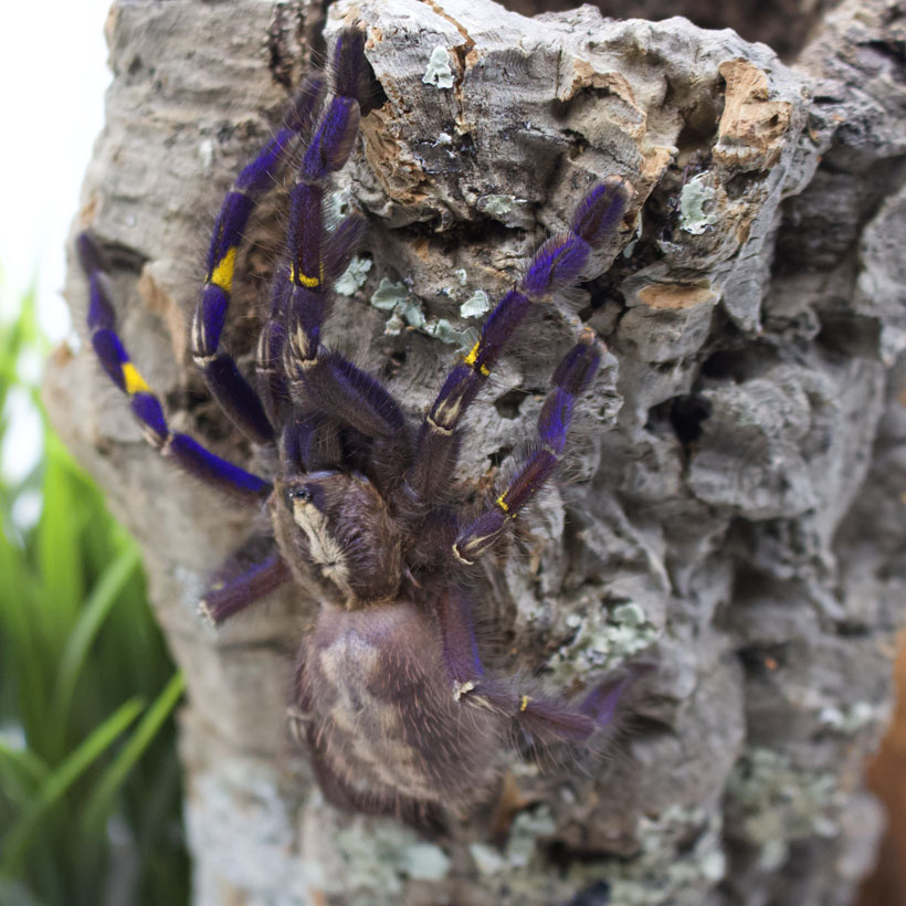 Poecilotheria metallica