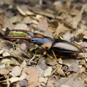 Prosopocoilus savagei Savagei-Geweihkäfer- Männchen