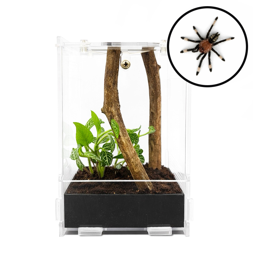 Psalmopoeus irminia complete set MINI