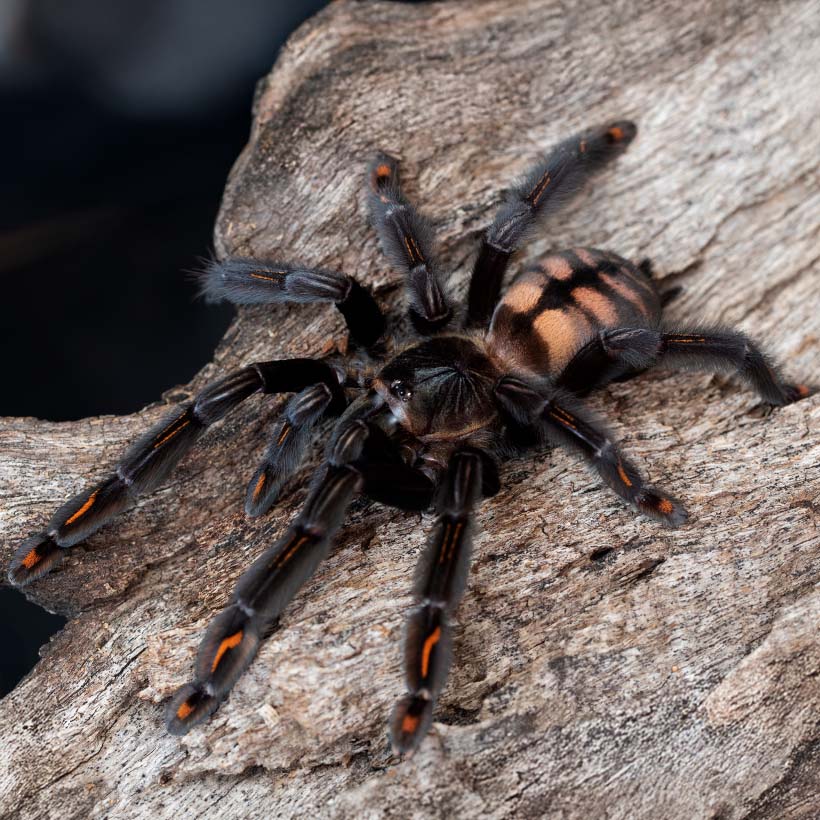 Psalmopoeus irminia