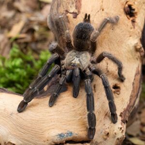 Psalmopoeus reduncus- Ast