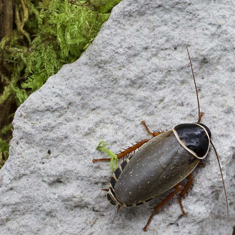 Simandoa conserfariam- Höhle