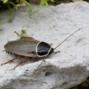 Simandoa conserfariam