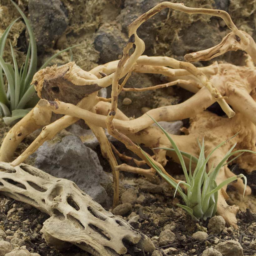 Spiderwood-Terrarium