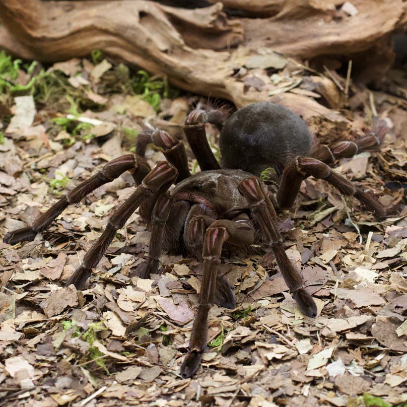 Theraphosa stirmi-Vorne