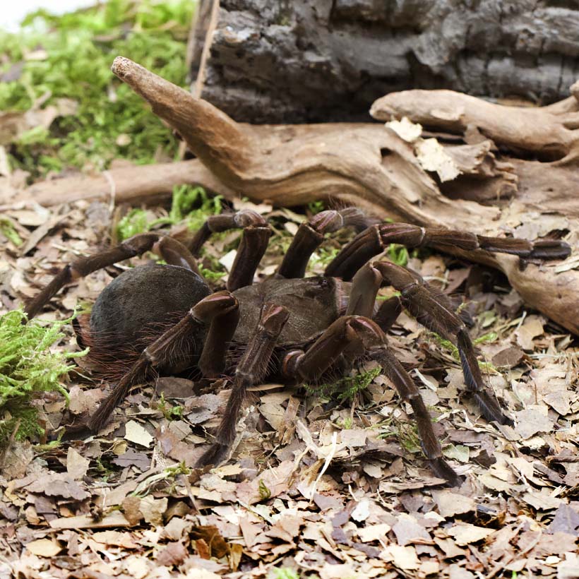 Theraphosa stirmi