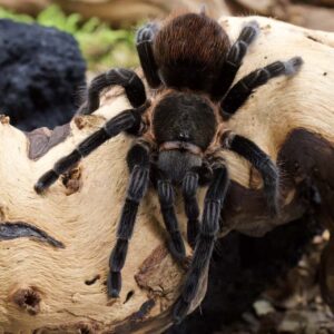 Tliltocatl kahlenbergi