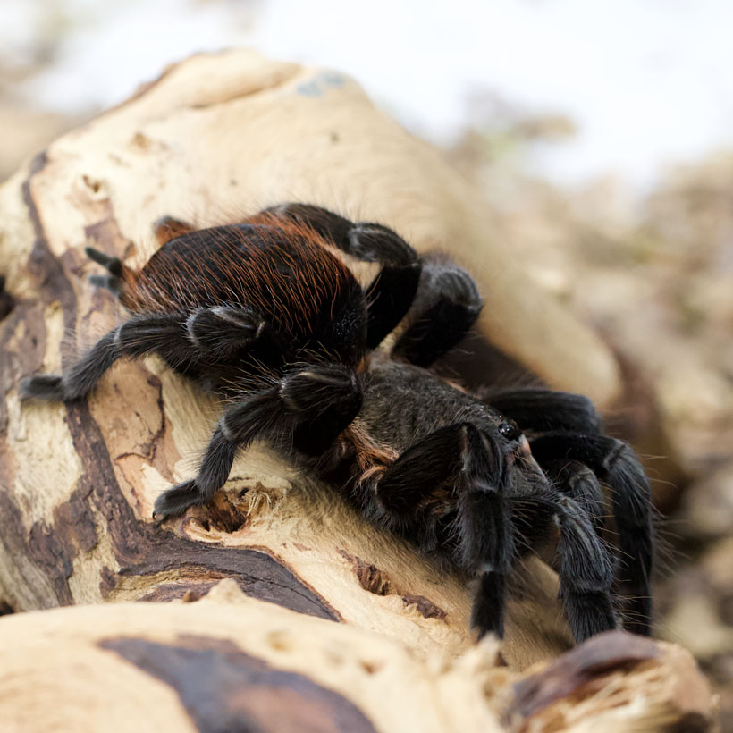 Tliltocatl kahlenbergi- Seite