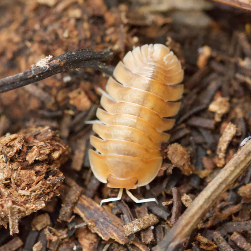 Troglodillo spec. "Sunset Queen"