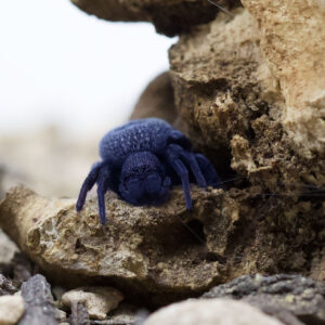 Eresus spec. "Blue Sidi Ifni"