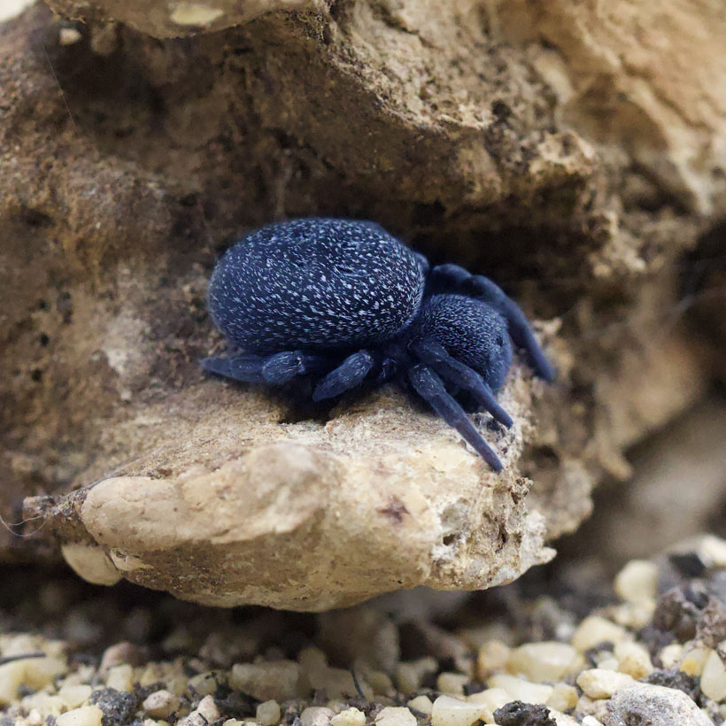 Eresus spec. "Blue Sidi Ifni"-Seite