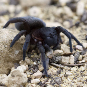 Gandanameno echinata