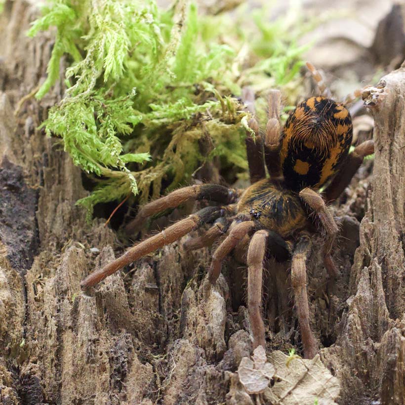 Hapalopus guerreroi Abdomen