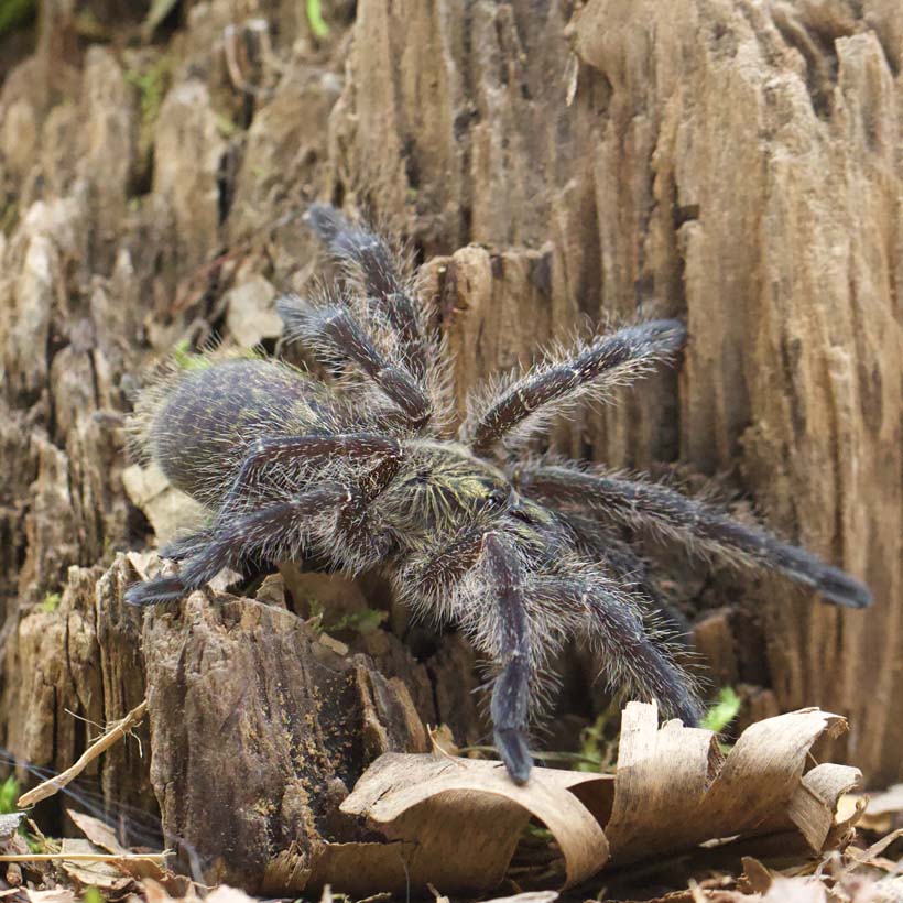 Harpactira namaquensis- Seite
