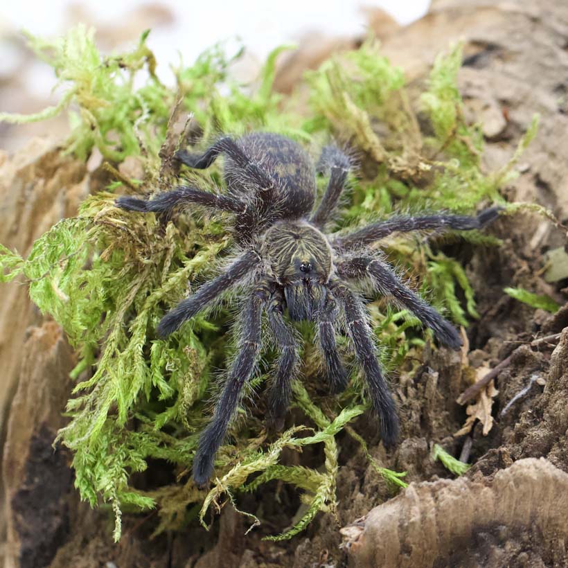 Harpactira namaquensis