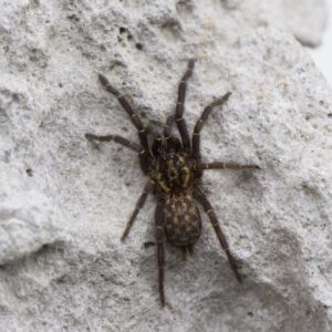 Heterothele gabonensis- Lavastein