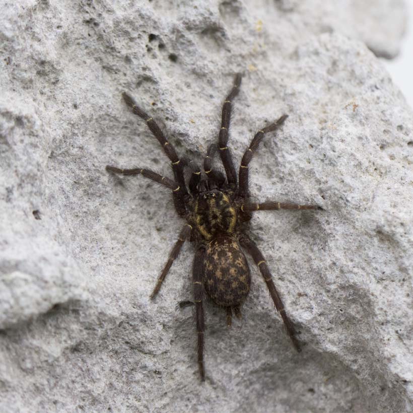 Heterothele gabonensis- Lavastein