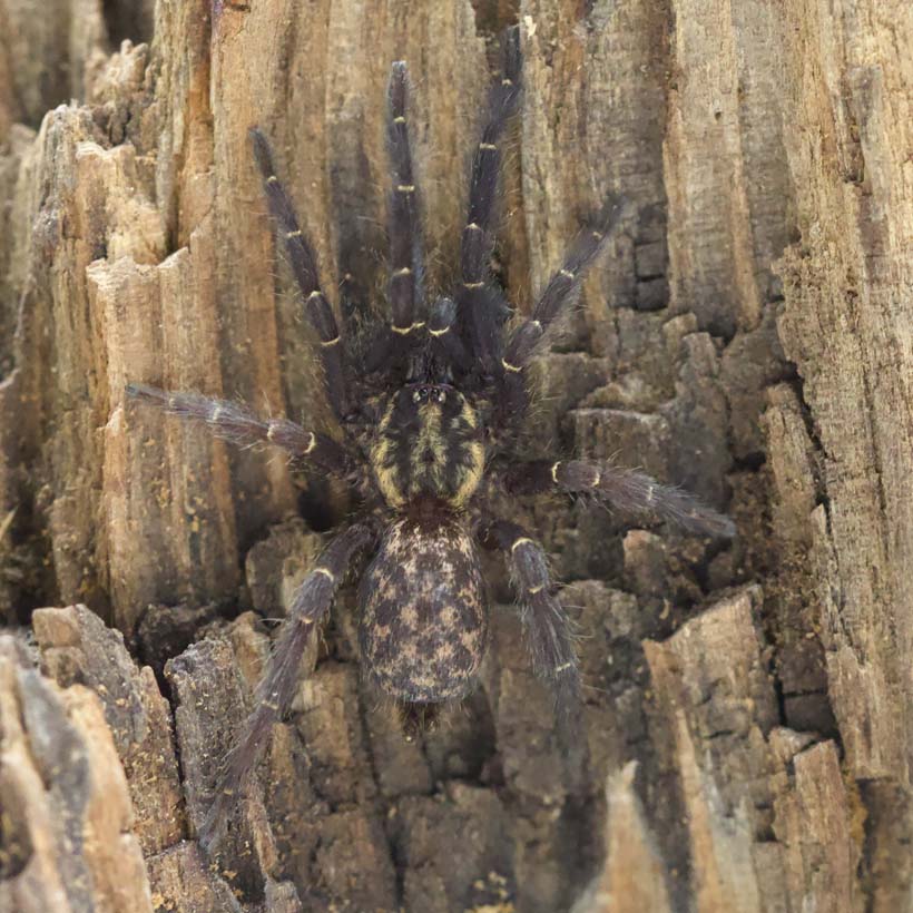 Heterothele gabonensis