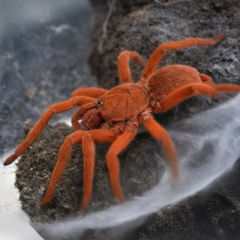 Orphnaecus philippinus