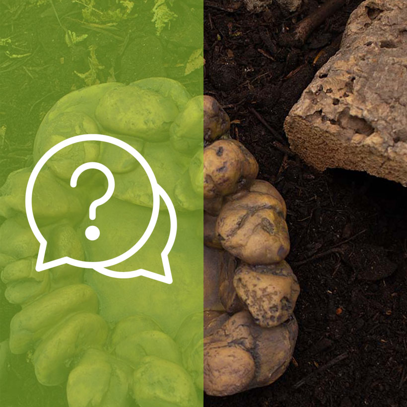 Vogelspinnen für Anfänger