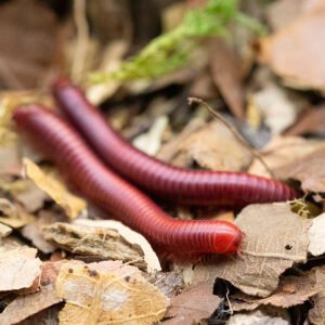 Xenobolus carnifex "Red"