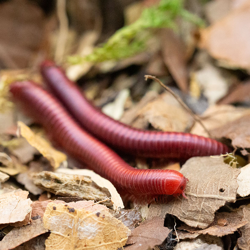Xenobolus carnifex "Red"
