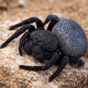 Eresus spec. "Bouarfa" 