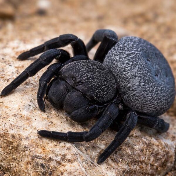 Eresus spec. “Bouarfa”