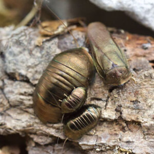 Perisphaerus glomeriformis- Social association