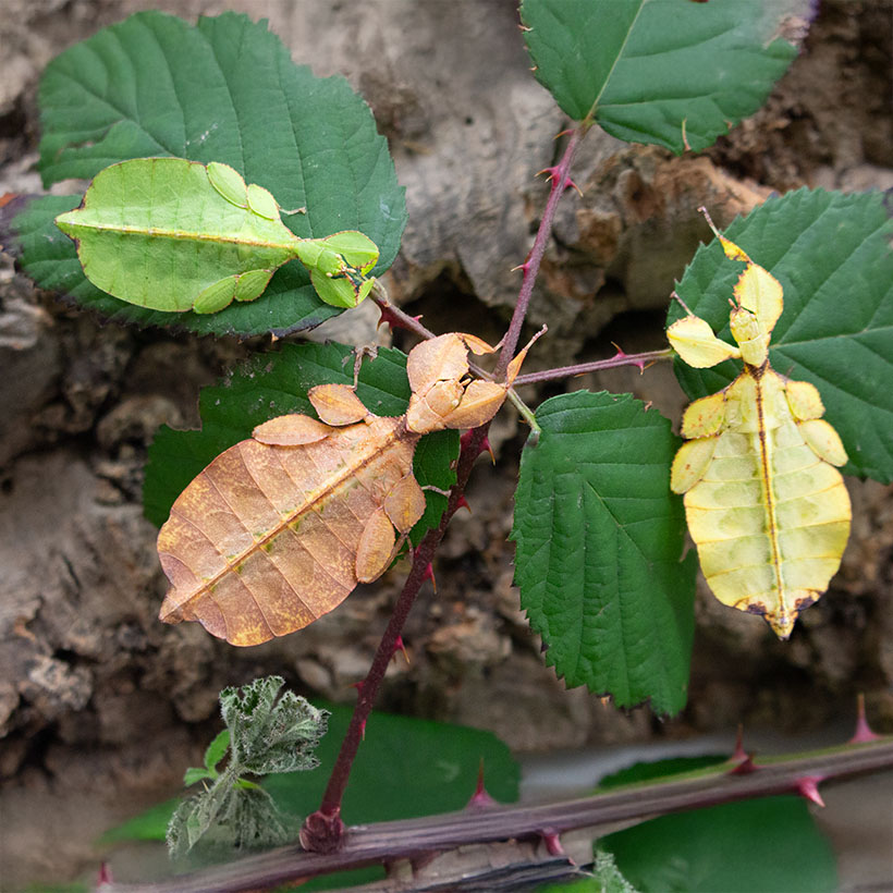 Phyllium letiranti "Tataba"-3er Gruppe