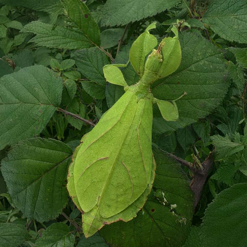 Phyllium letiranti "Tataba"