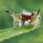 Springspinnen Kommunikation-Beitragsbild